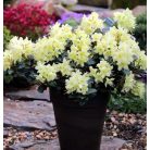 Örökzöld havasszépe törpe halványsárga Rhododendron 'Princess Anne' 20-25 cm