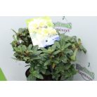 Örökzöld havasszépe törpe halványsárga Rhododendron 'Princess Anne' 20-25 cm