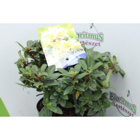 Örökzöld havasszépe törpe halványsárga Rhododendron 'Princess Anne' 20-25 cm