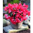 Örökzöld havasszépe törpe bordó Rhododendron 'Scarlet Wonder' 20-25 cm