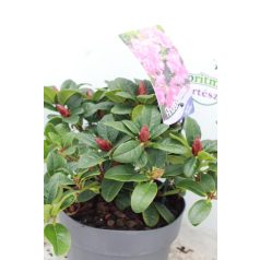   Örökzöld havasszépe törpe bordó Rhododendron 'Scarlet Wonder' 20-25 cm
