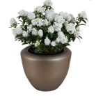 Örökzöld havasszépe törpe fehér Rhododendron 'Arctic Tern' 20-25 cm