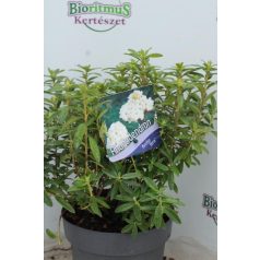   Örökzöld havasszépe törpe fehér Rhododendron 'Arctic Tern' 20-25 cm