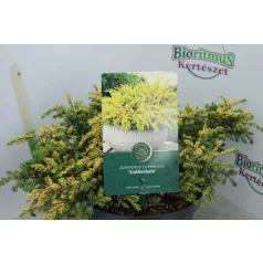  Aranysárga terülő boróka Juniperus communis 'Goldschatz' 15-20 cm
