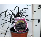 Feketelombú kigyószakáll Ophiopogon planiscapus 'Niger' 15-20 cm