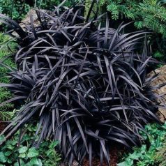   Feketelombú kigyószakáll Ophiopogon planiscapus 'Niger' 15-20 cm