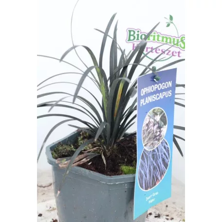 Feketelombú kigyószakáll Ophiopogon planiscapus 'Niger' 15-20 cm