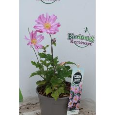 Rózsaszín szellőrózsa Anemone hybrida 40-50 cm