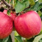 Braeburn alma konténeres