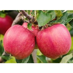 Braeburn alma konténeres