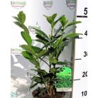 Novita babérmeggy Prunus laurocerasus 'Novita' 17 cm-es cserépben