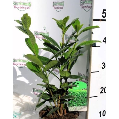 Novita babérmeggy Prunus laurocerasus 'Novita' 17 cm-es cserépben