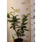 Novita babérmeggy Prunus laurocerasus 'Novita' 17 cm-es cserépben