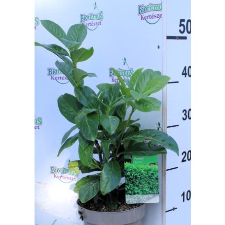 Novita babérmeggy Prunus laurocerasus 'Novita' 17 cm-es cserépben