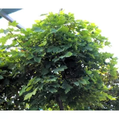 Gömbjuhar Acer platanoides Globosum 12/14 fl