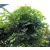 Gömbjuhar Acer platanoides Globosum 12/14 fl
