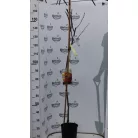 Datolyaszilva Diospyros kaki 'Sharon'
