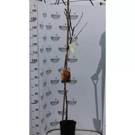 Datolyaszilva Diospyros kaki 'Sharon'