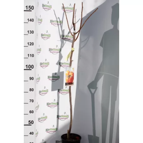 Datolyaszilva Diospyros kaki 'Sharon'