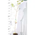 Datolyaszilva Diospyros kaki Rojo Brillante