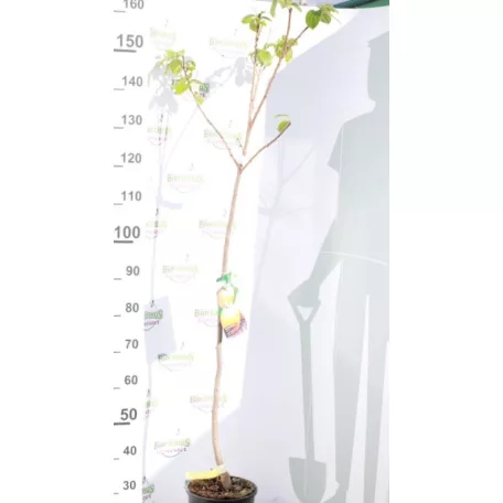 Datolyaszilva Diospyros kaki Rojo Brillante