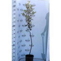 Red Jonaprince alma konténeres