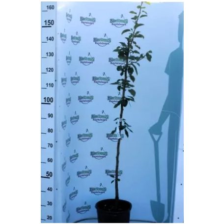 Kieffer körte konténeres