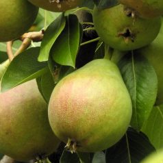 Törpe körte konténeres