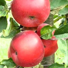 Rosmerta rezisztens konténeres almafa