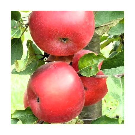 Rosmerta rezisztens konténeres almafa