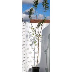 Rosmerta rezisztens konténeres almafa