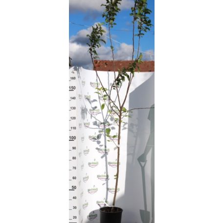 Rosmerta rezisztens konténeres almafa