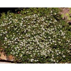   Talajtakaró madárbirs Cotoneaster procumbens 'Queen of Carpet' K 1, 5 lit