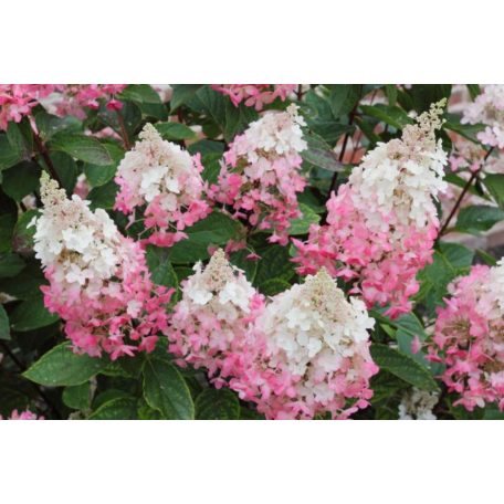 Rózsaszín bugás hortenzia Hydrangea paniculata 'Pink Lady' 3 lit.