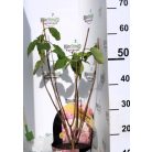 Rózsaszín bugás hortenzia Hydrangea paniculata 'Pink Lady' 3 lit.