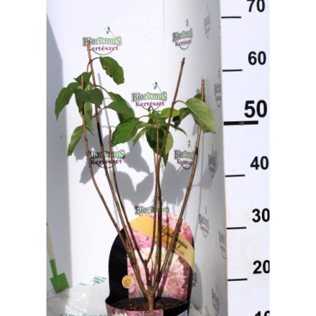 Rózsaszín bugás hortenzia Hydrangea paniculata 'Pink Lady' 3 lit.