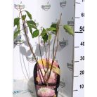 Rózsaszín bugás hortenzia Hydrangea paniculata 'Pink Lady' 3 lit.