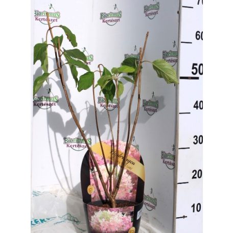 Rózsaszín bugás hortenzia Hydrangea paniculata 'Pink Lady' 3 lit.