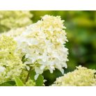 Bugás hortenzia Hydrangea paniculata 'Skyfall' 3 lit.