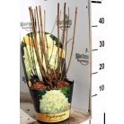 Bugás hortenzia Hydrangea paniculata 'Skyfall' 3 lit.