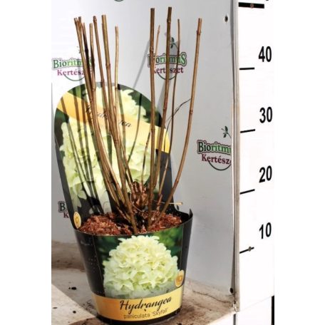 Bugás hortenzia Hydrangea paniculata 'Skyfall' 3 lit.