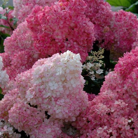 Bugás hortenzia Hydrangea paniculata 'Vanille Fraise'