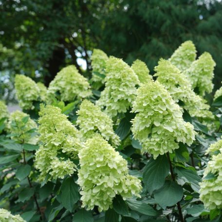 Fehér bugás hortenzia Hydrangea paniculata 'Limelight' 3 lit..