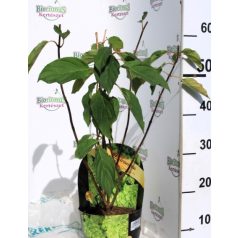   Fehér bugás hortenzia Hydrangea paniculata 'Limelight' 3 lit.