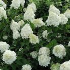 Fehér bugás hortenzia Hydrangea paniculata 'Silver Dollar' 3 lit.