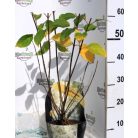 Fehér bugás hortenzia Hydrangea paniculata 'Silver Dollar' 3 lit.