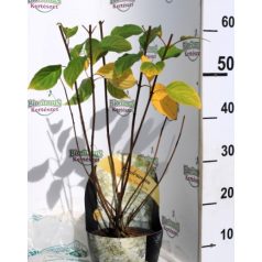   Fehér bugás hortenzia Hydrangea paniculata 'Silver Dollar' 3 lit.