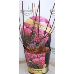   Bugás hortenzia Hydrangea paniculata 'Diamant Rouge' 3 lit.