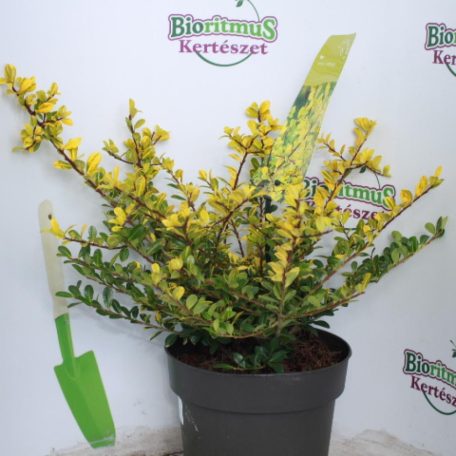 Aprólevelű magyal Ilex crenata 'Golden Gem'  20-25 cm