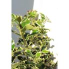 Tarkalevelű magyal Ilex aquifolium 'Argentea Marginata'